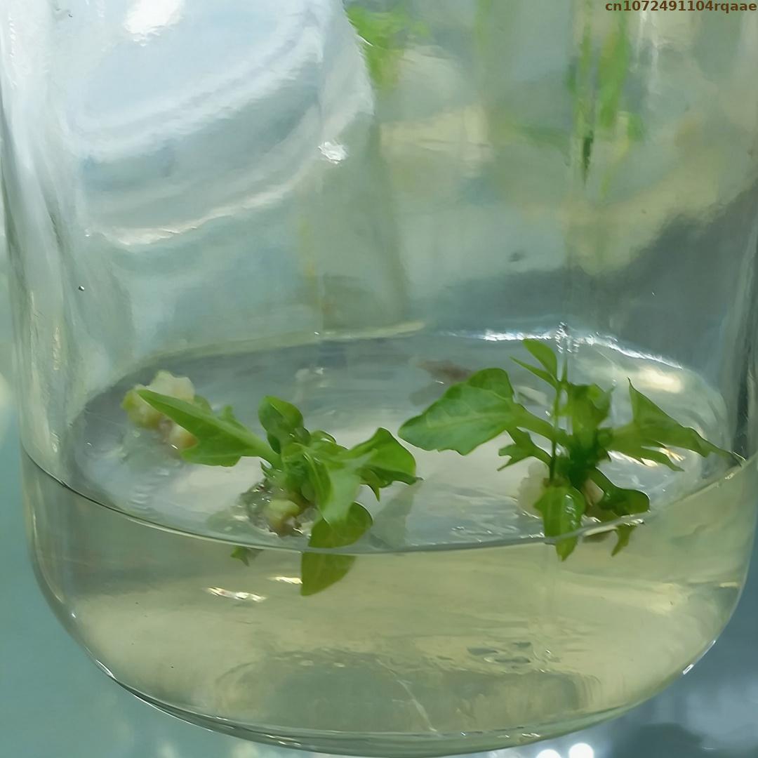 Agar en Polvo Premium para Cul - Agar Tissue Culture reseña y precio